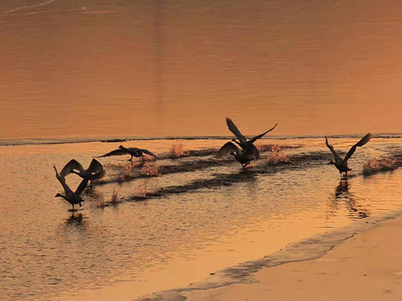 412MW！錦州陽光獲國電投青海高效雙面組件訂單